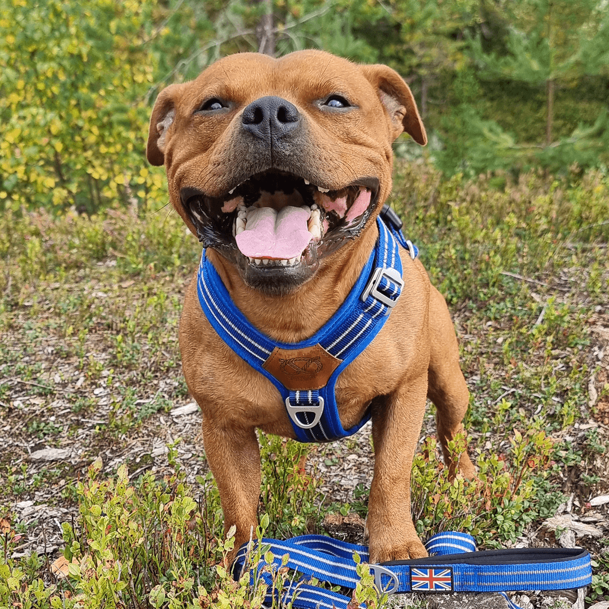 Staffordshire Bull Terrier 1935® Harness & Leash Set - Denzell Edition - Royal Blue
