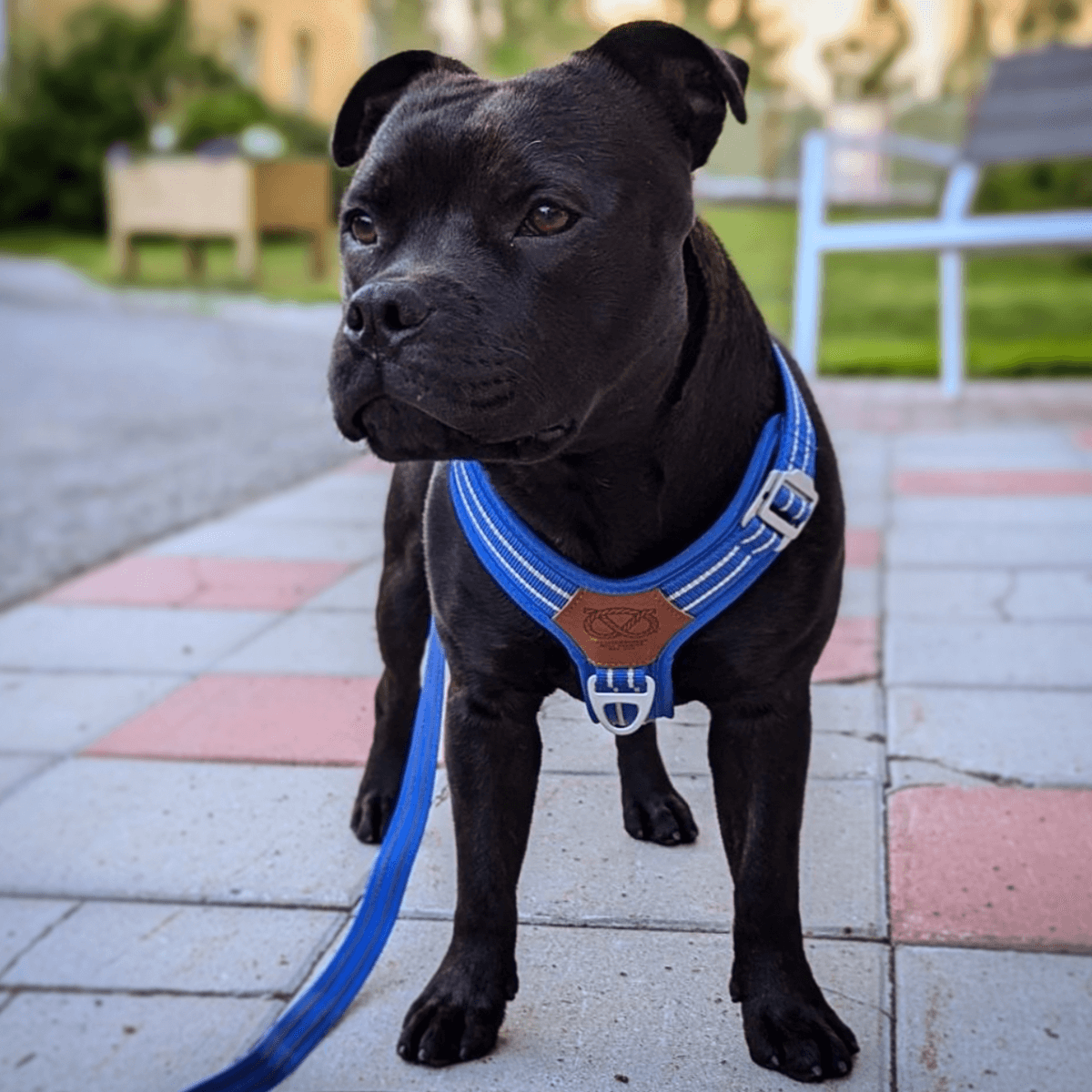 Staffordshire Bull Terrier 1935® Harness & Leash Set - Denzell Edition - Royal Blue