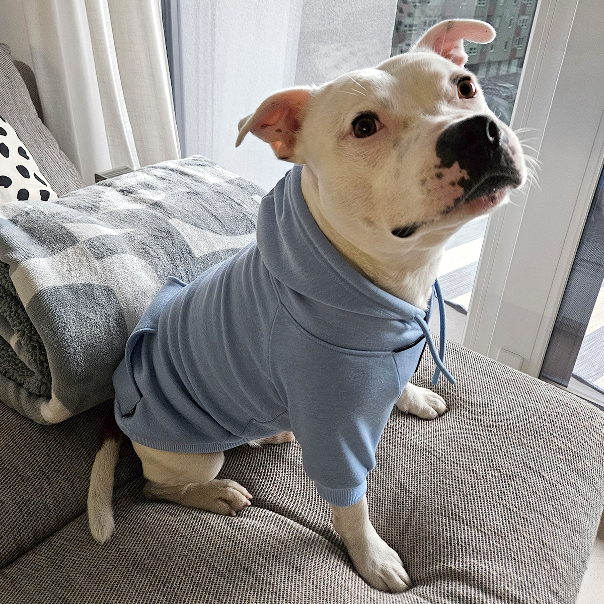Staffordshire Bullterrier 1935® Hoodie - Babyblå