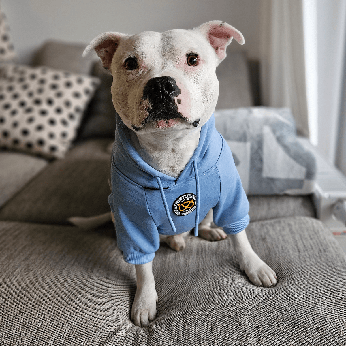 Staffordshire Bull Terrier 1935® Hoodies Baby Blue