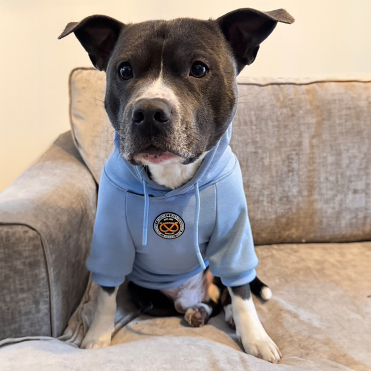 Staffordshire Bullterrier 1935® Hoodie - Babyblå