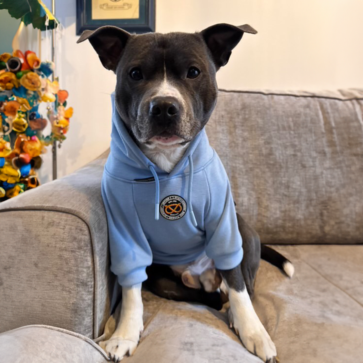 Staffordshire Bullterrier 1935® Hoodie - Babyblå