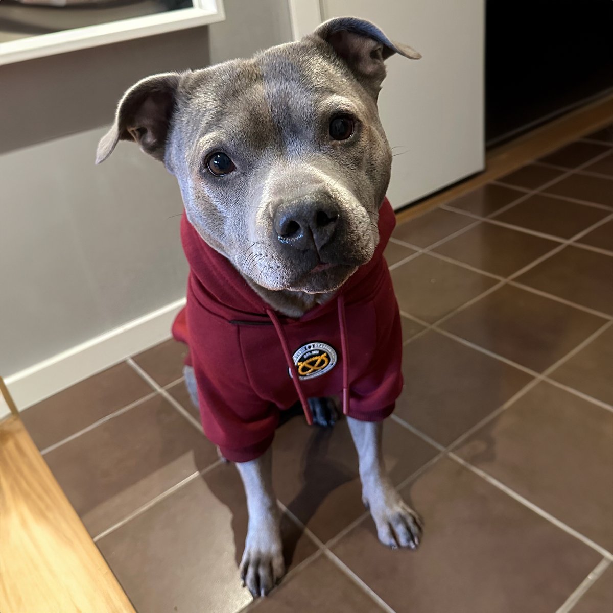 Staffordshire Bullterrier 1935® Hoodie - Vinröd