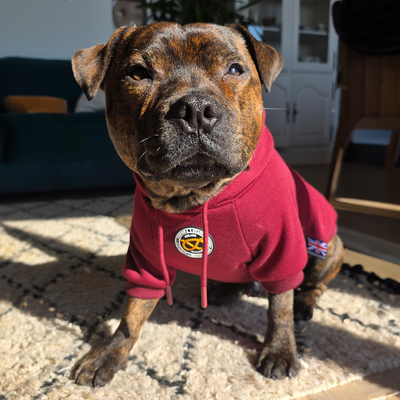 Staffordshire Bull Terrier 1935® Hoodies - Burgundy