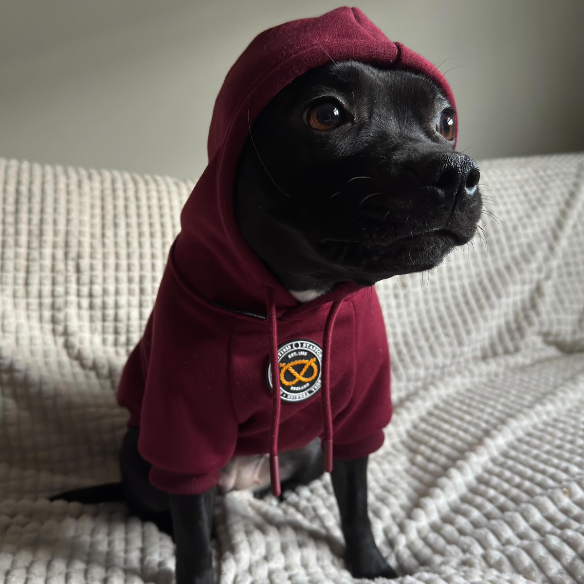 Staffordshire Bullterrier 1935® Hoodie - Vinröd