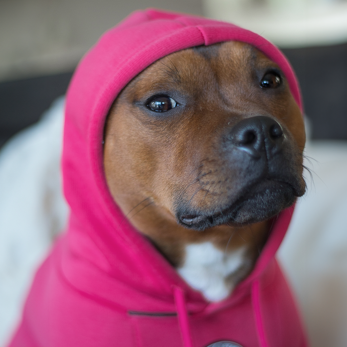 Staffordshire Bullterrier 1935® Hoodie - Rosa