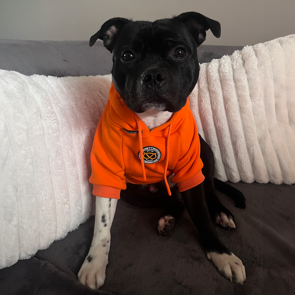 Staffordshire Bullterrier 1935® Hoodie - Orange