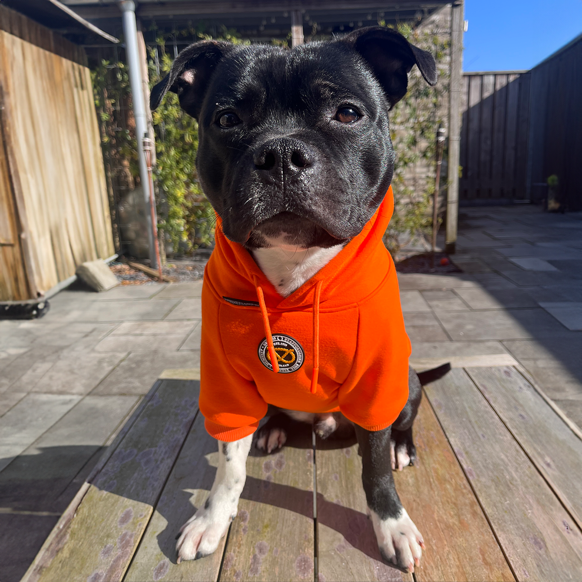 Staffordshire Bullterrier 1935® Hoodie - Orange