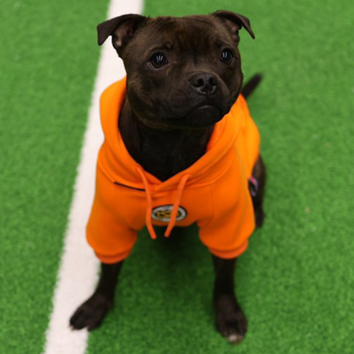 Staffordshire Bullterrier 1935® Hoodie - Orange