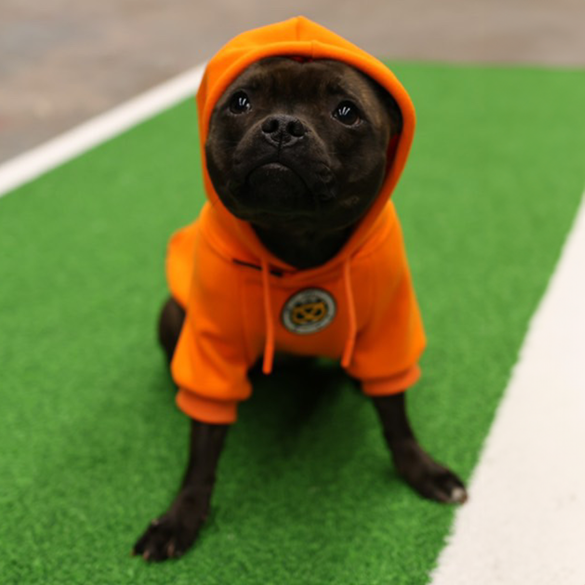 Staffordshire Bullterrier 1935® Hoodie - Orange