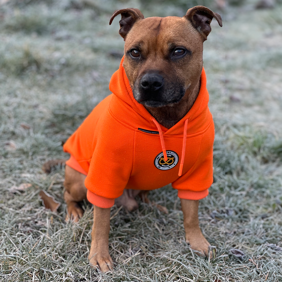 Staffordshire Bullterrier 1935® Hoodie - Orange