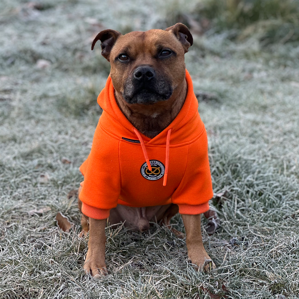 Staffordshire Bullterrier 1935® Hoodie - Orange
