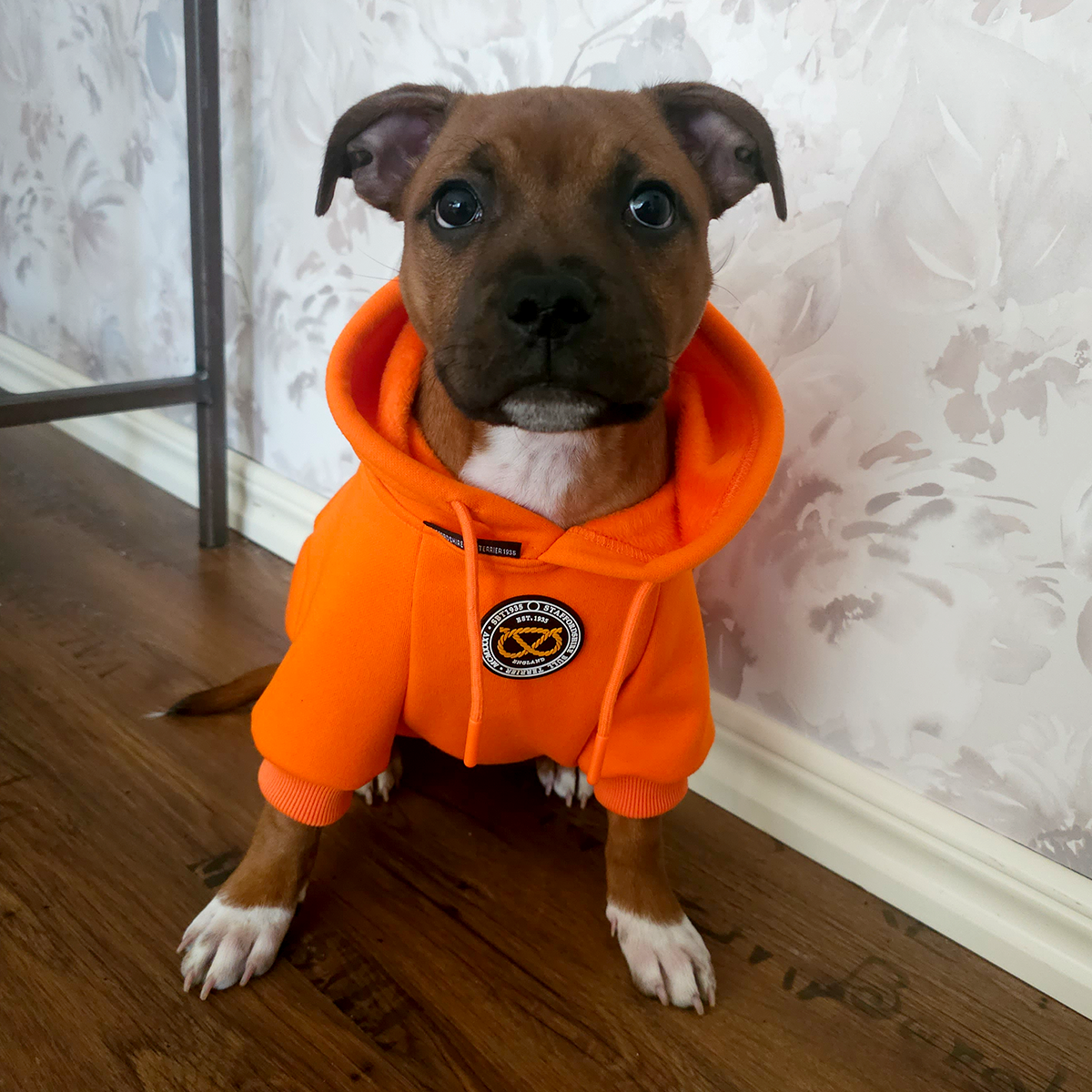 Staffordshire Bullterrier 1935® Hoodie - Orange