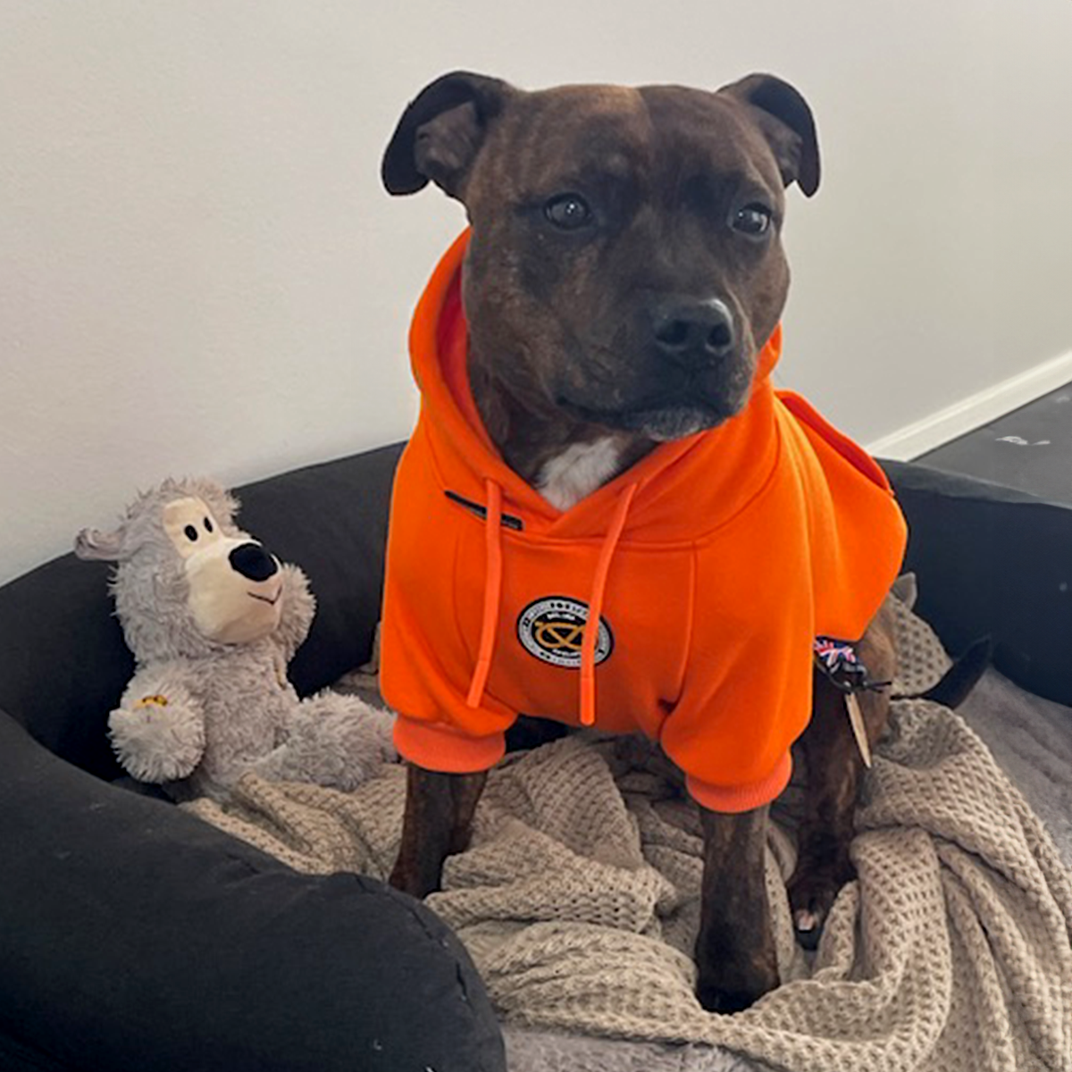 Staffordshire Bullterrier 1935® Hoodie - Orange