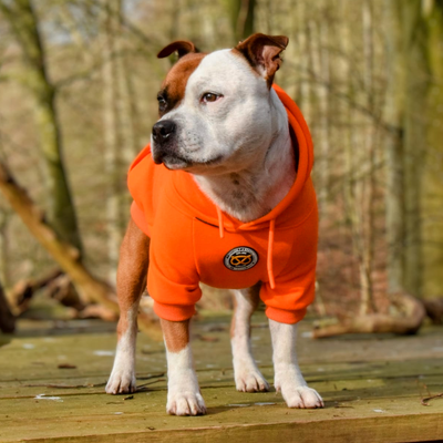 Staffordshire Bull Terrier 1935® Hoodies - Orange