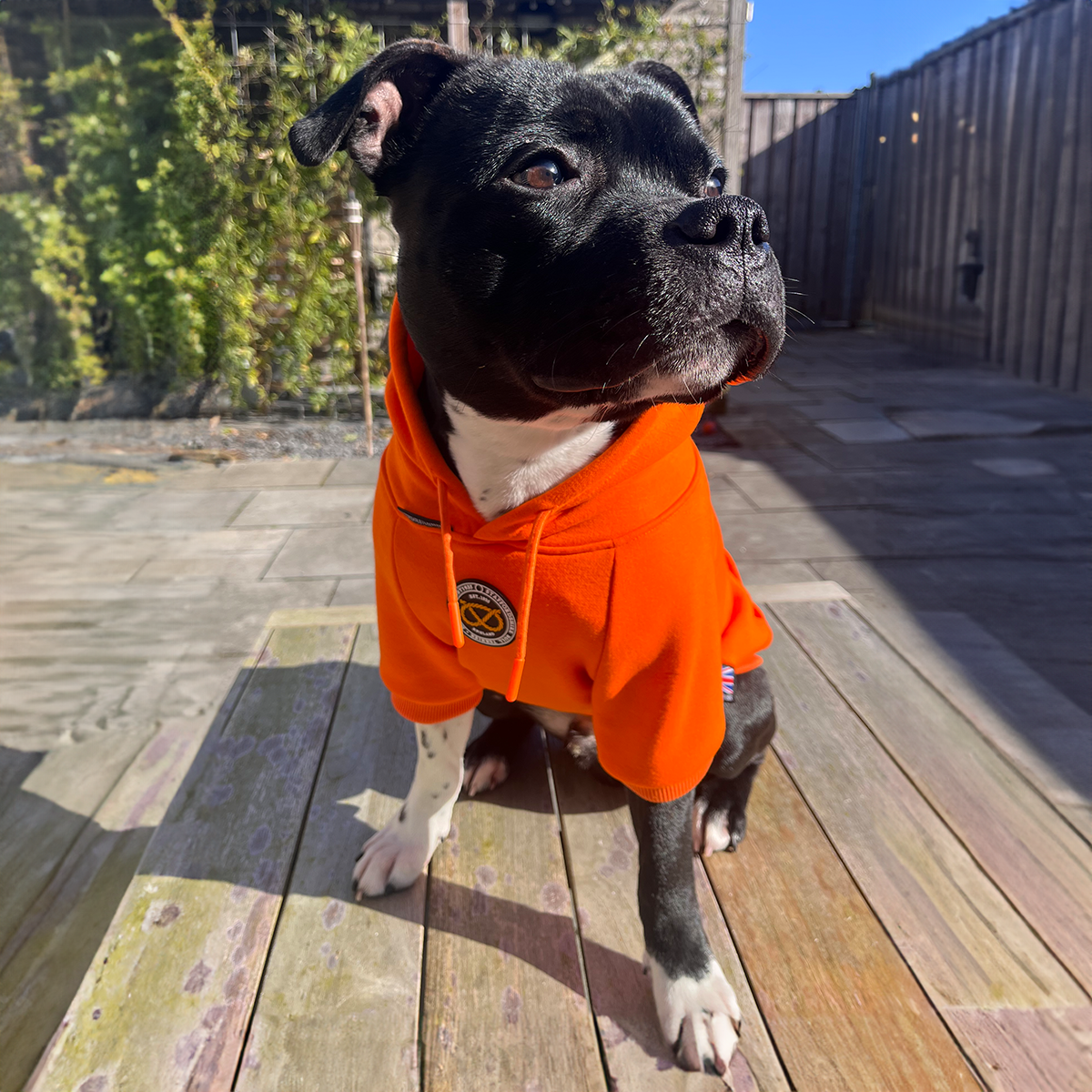 Staffordshire Bullterrier 1935® Hoodie - Orange
