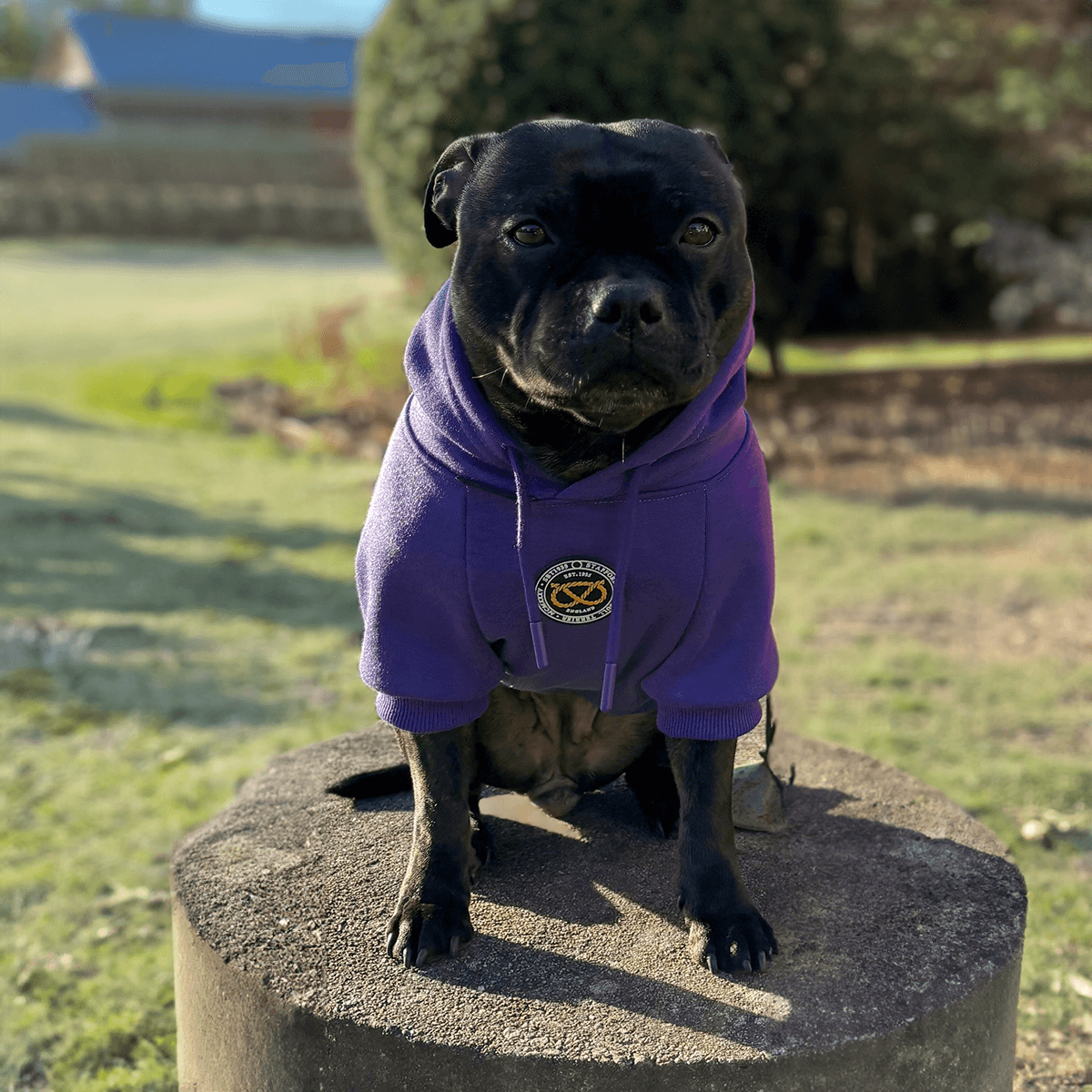 Staffordshire Bullterrier 1935® Hoodie - Mörklila