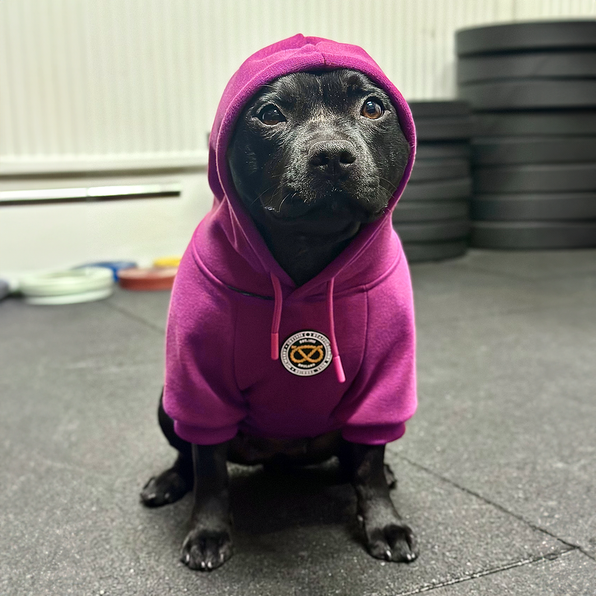 Staffordshire Bullterrier 1935® Hoodie - Lila