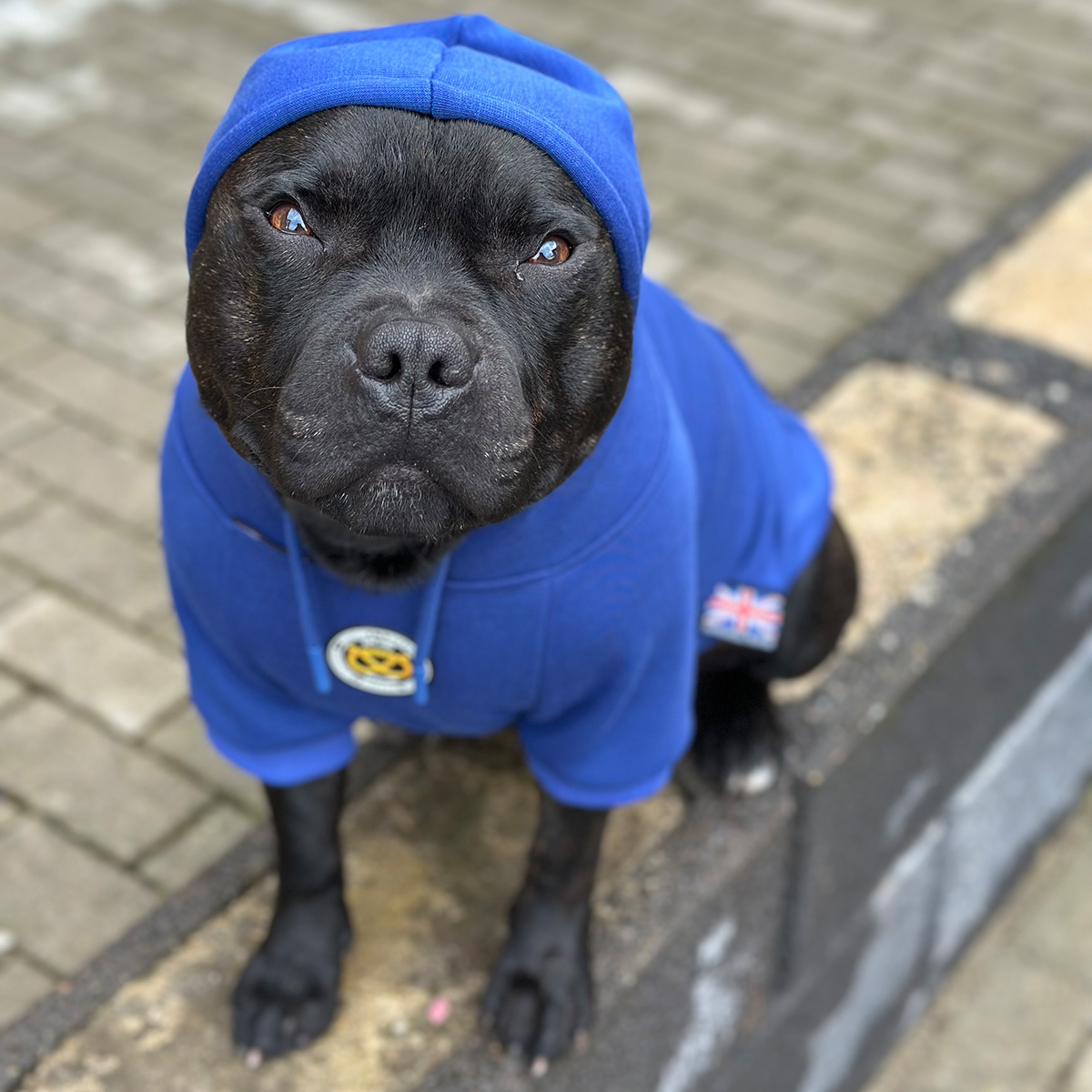 Staffordshire Bullterrier 1935® Hoodie - Blå