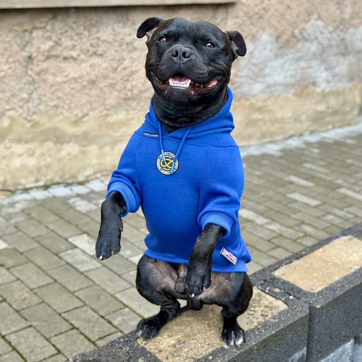 Staffordshire Bullterrier 1935® Hoodie - Blå