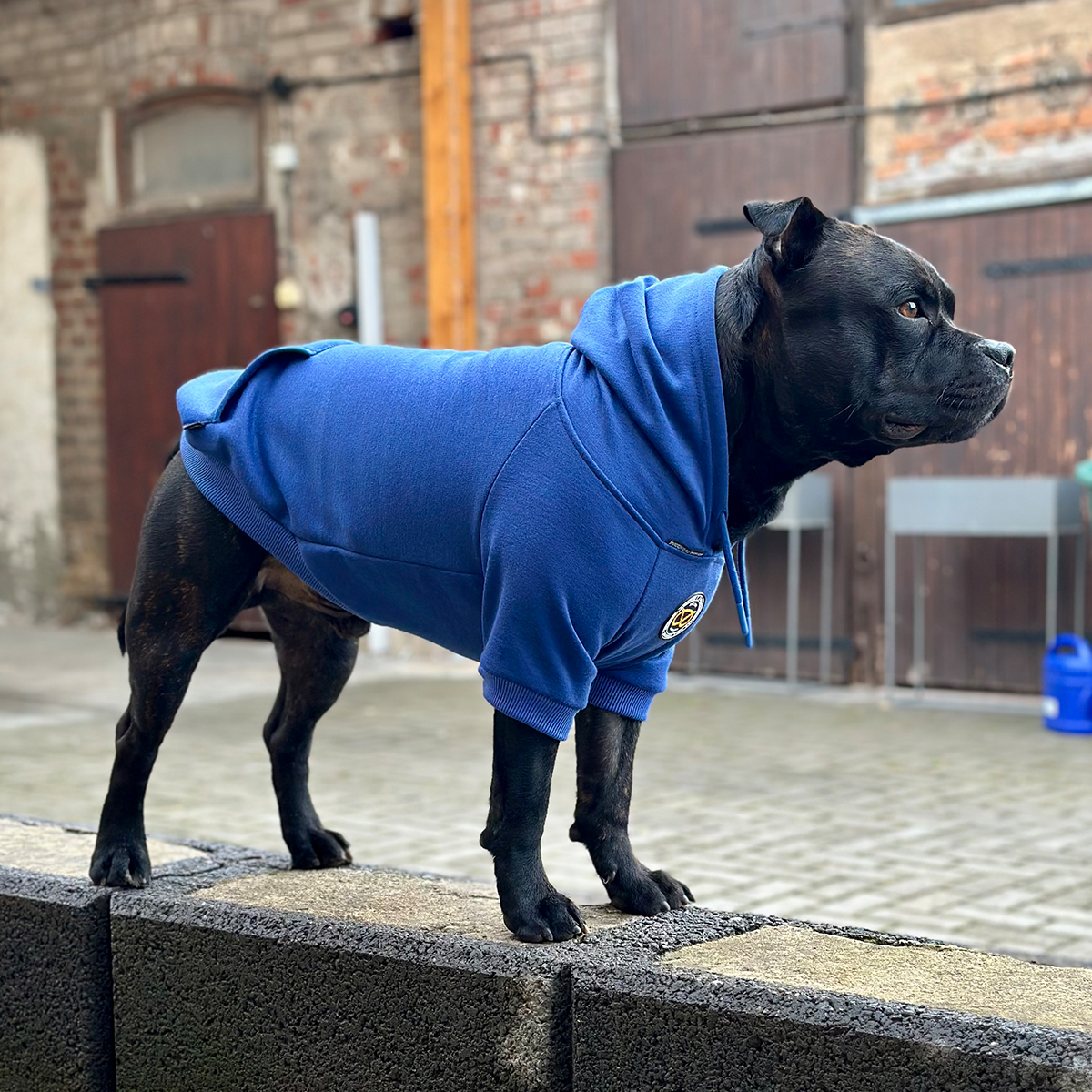 Staffordshire Bullterrier 1935® Hoodie - Blå