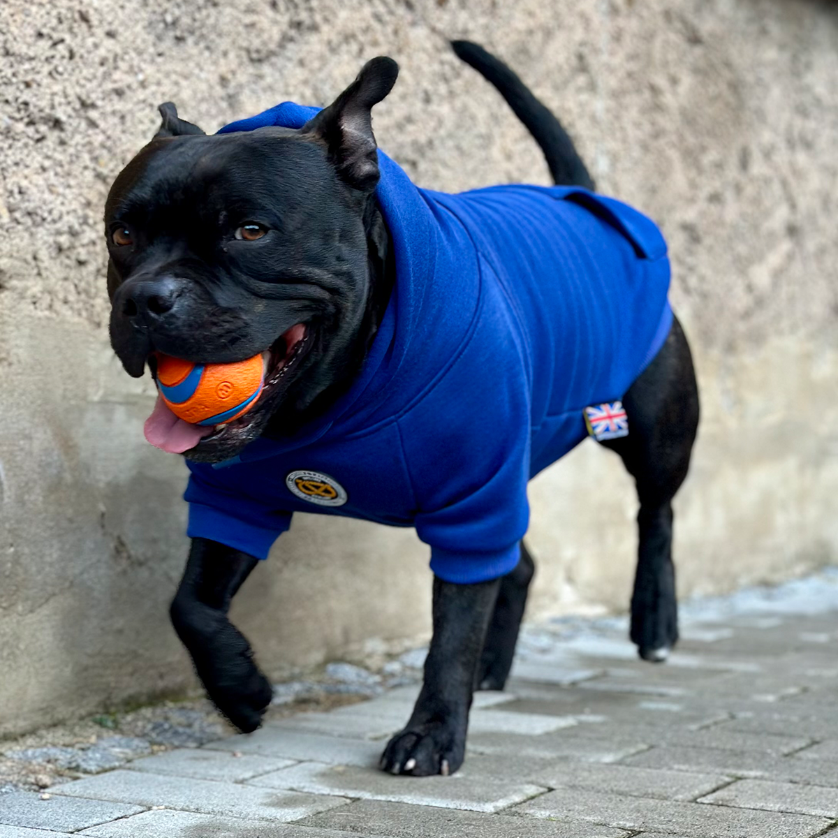 Staffordshire Bullterrier 1935® Hoodie - Blå