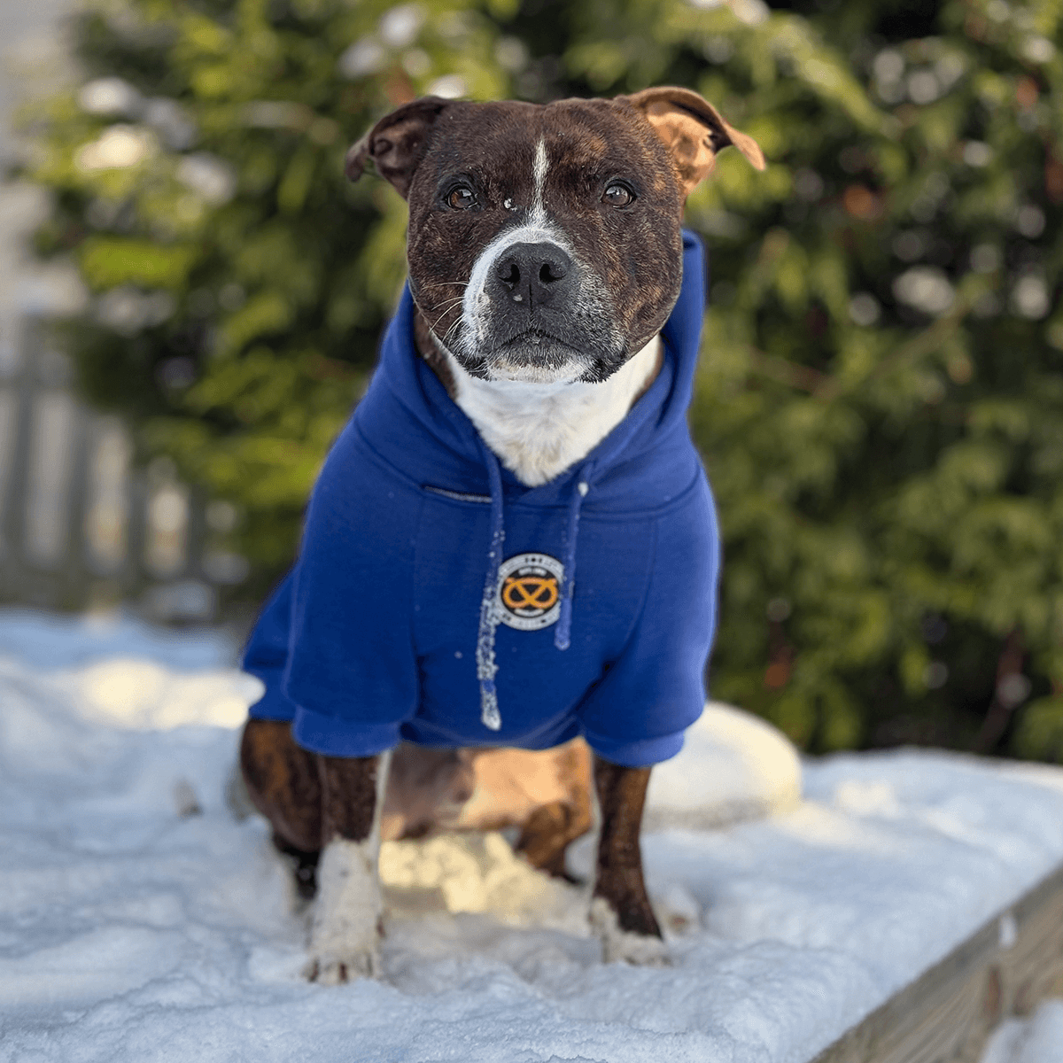 Staffordshire Bullterrier 1935® Hoodie - Blå