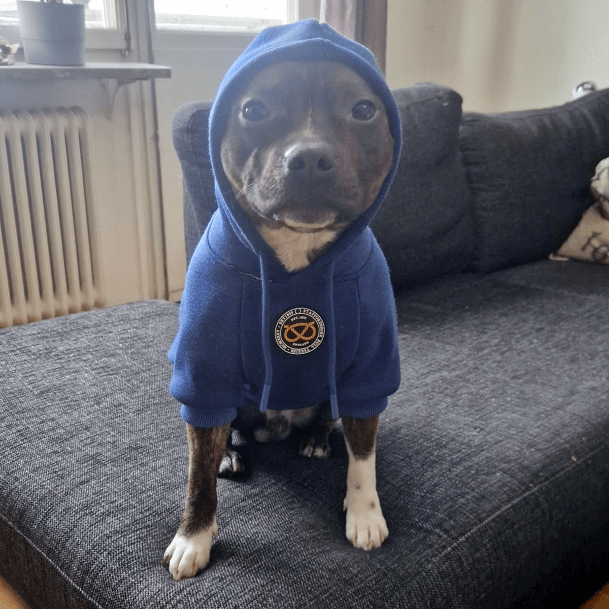 Staffordshire Bullterrier 1935® Hoodie - Blå