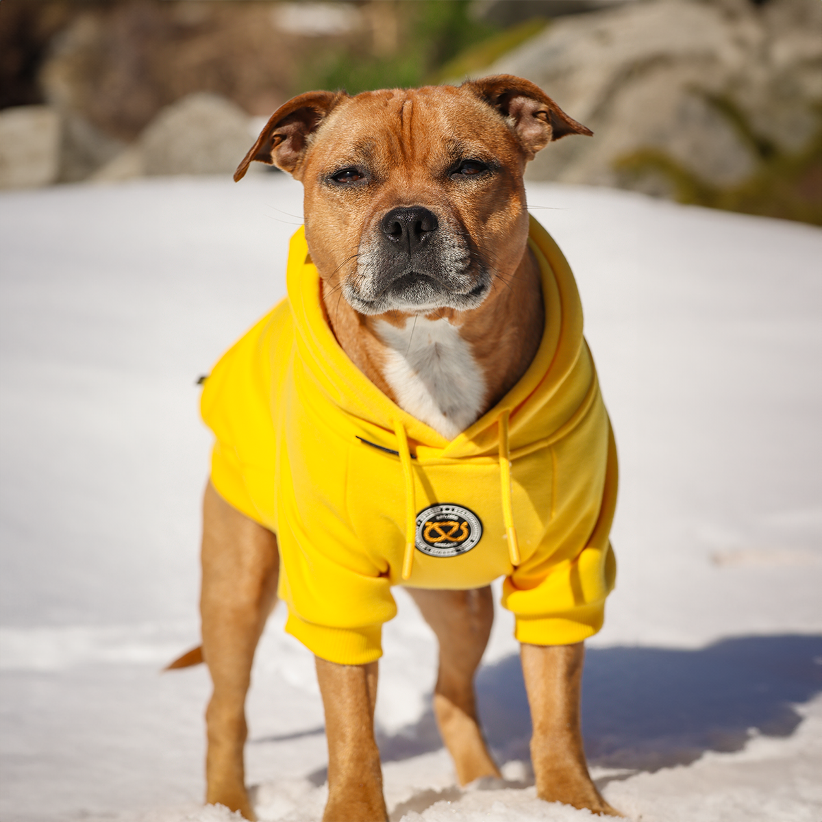 Staffordshire Bullterrier 1935® Hoodie - Gul
