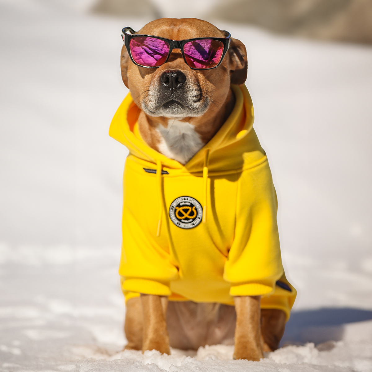 Staffordshire Bullterrier 1935® Hoodie - Gul