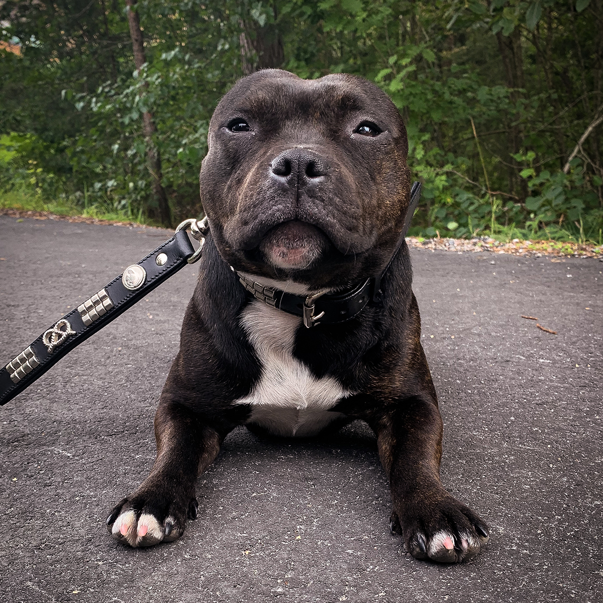 Staffordshire Bull Terrier 1935® Collier et Laisse en Cuir - Jefferson - Noir et Argent