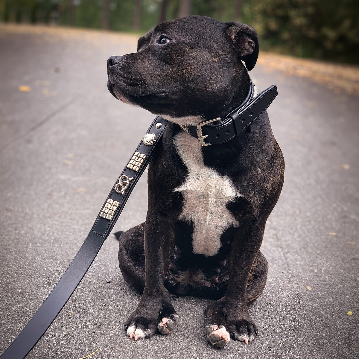 Staffordshire Bull Terrier 1935® Collier et Laisse en Cuir - Jefferson - Noir et Argent