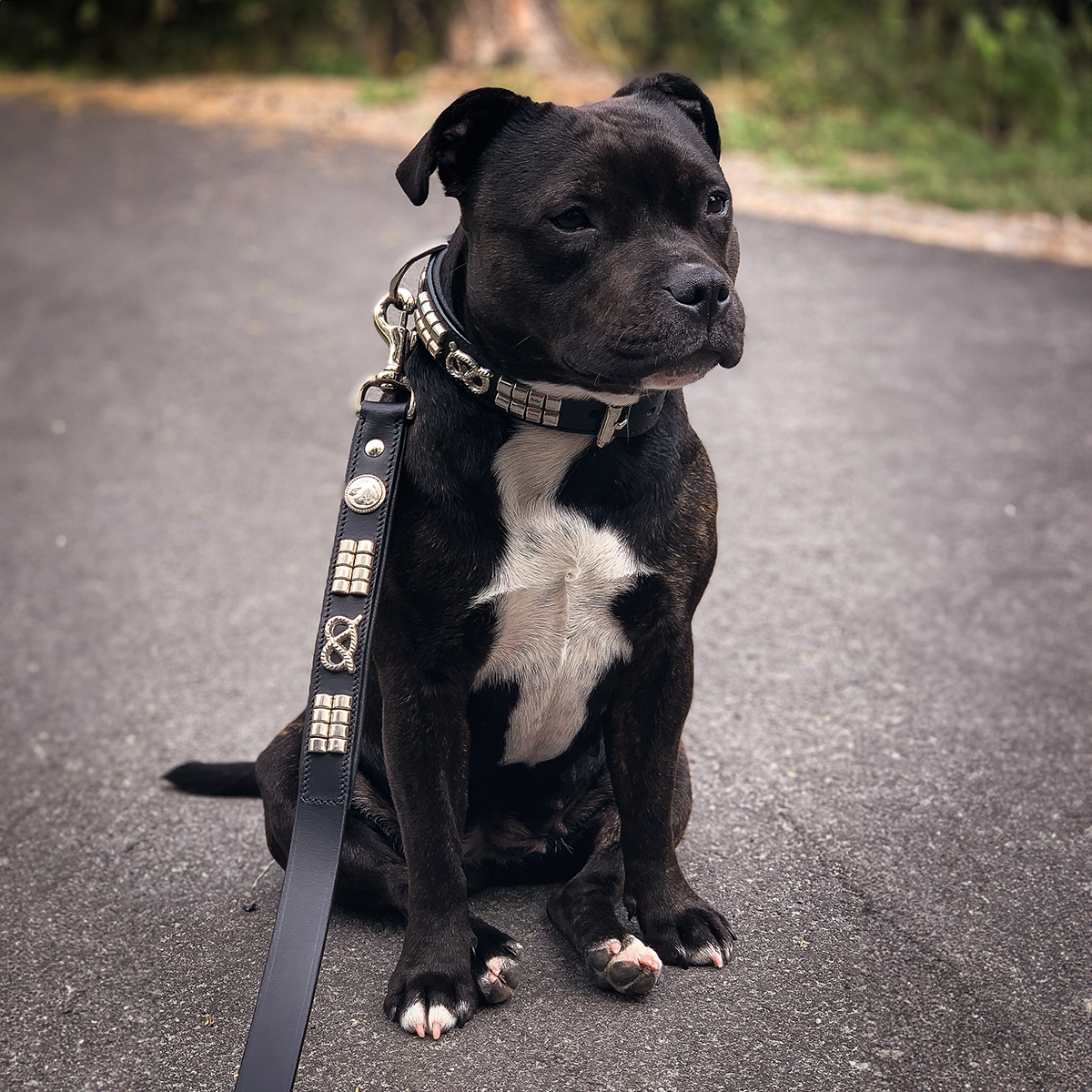 Staffordshire Bull Terrier 1935® Collier et Laisse en Cuir - Jefferson - Noir et Argent