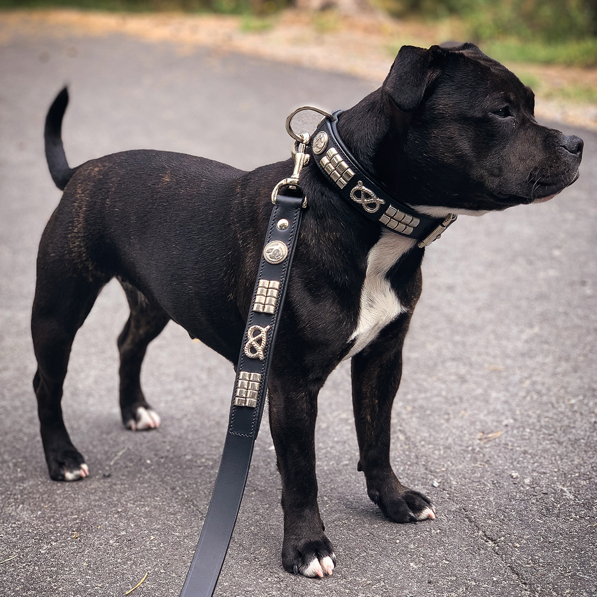Staffordshire Bull Terrier 1935® Collier et Laisse en Cuir - Jefferson - Noir et Argent