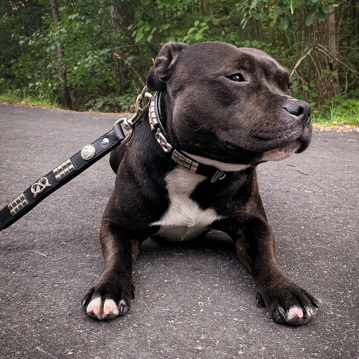 Staffordshire Bull Terrier 1935® Collier et Laisse en Cuir - Jefferson - Noir et Argent