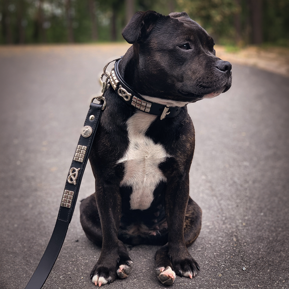 Staffordshire Bull Terrier 1935® Collier et Laisse en Cuir - Jefferson - Noir et Argent