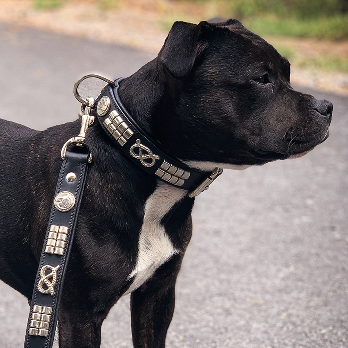 Staffordshire Bull Terrier 1935® Collier et Laisse en Cuir - Jefferson - Noir et Argent