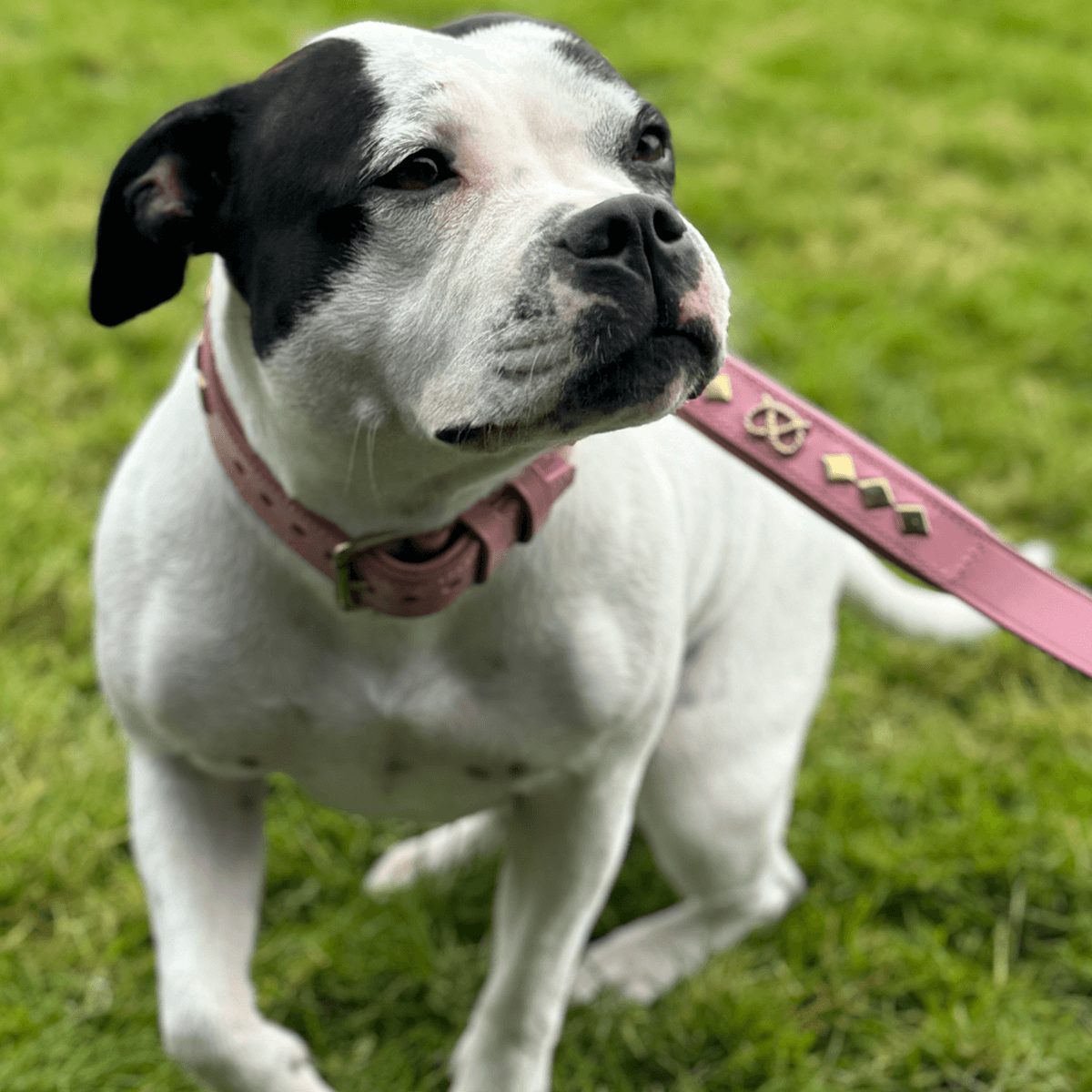 Staffordshire Bull Terrier 1935® Läderhalsband & Koppel Set - Gentleman Jim - Babyrosa/Guld