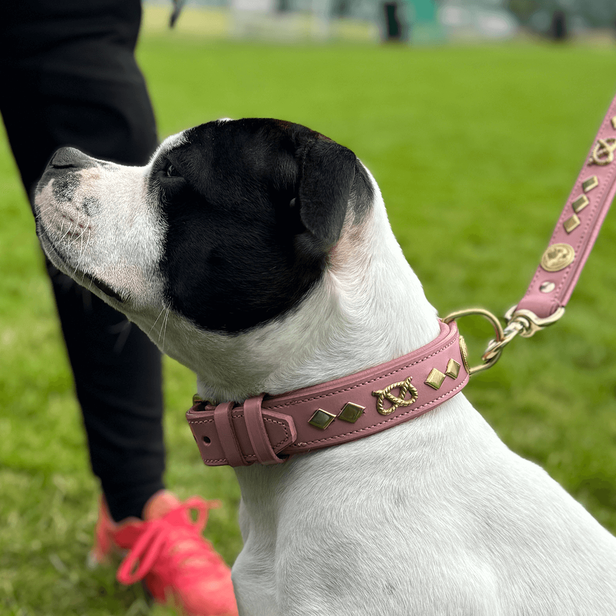 Staffordshire Bull Terrier 1935® Läderhalsband & Koppel Set - Gentleman Jim - Babyrosa/Guld