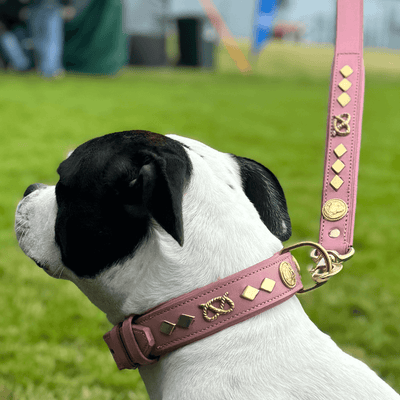 Staffordshire Bull Terrier 1935® Läderhalsband & Koppel Set - Gentleman Jim - Babyrosa/Guld