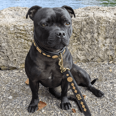 Staffordshire Bull Terrier 1935® Läderhalsband & Koppel Set - Gentleman Jim - Svart/guld