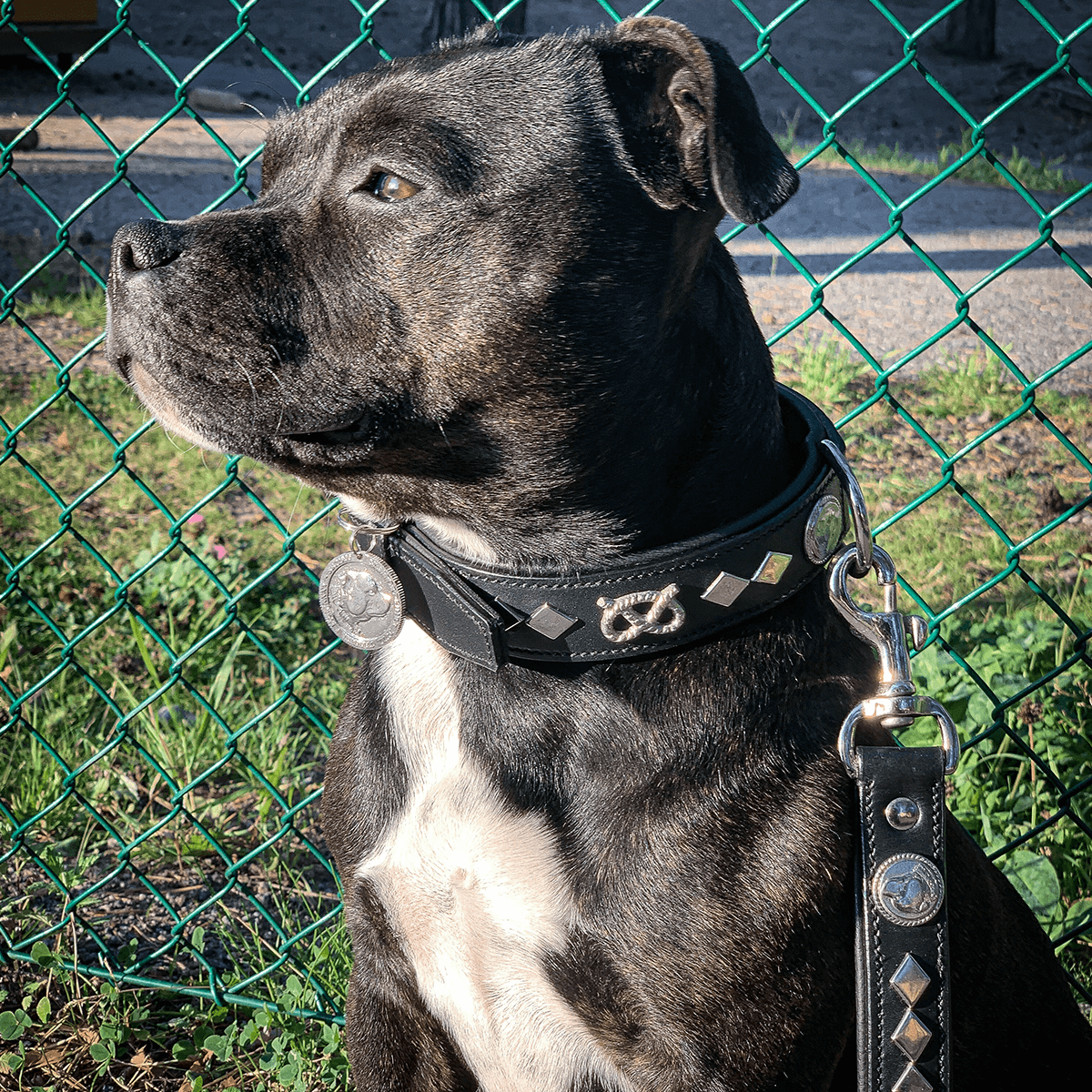 Staffordshire Bull Terrier 1935® Läderhalsband & Koppel Set - Gentleman Jim - Svart/Silver