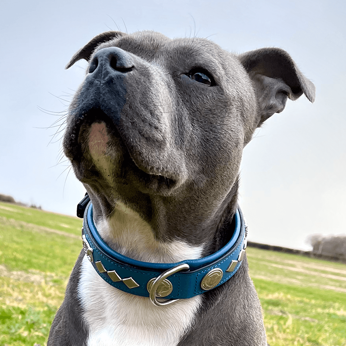 Staffordshire Bull Terrier 1935® Läderhalsband & Koppel Set - Gentleman Jim - Blå/Silver
