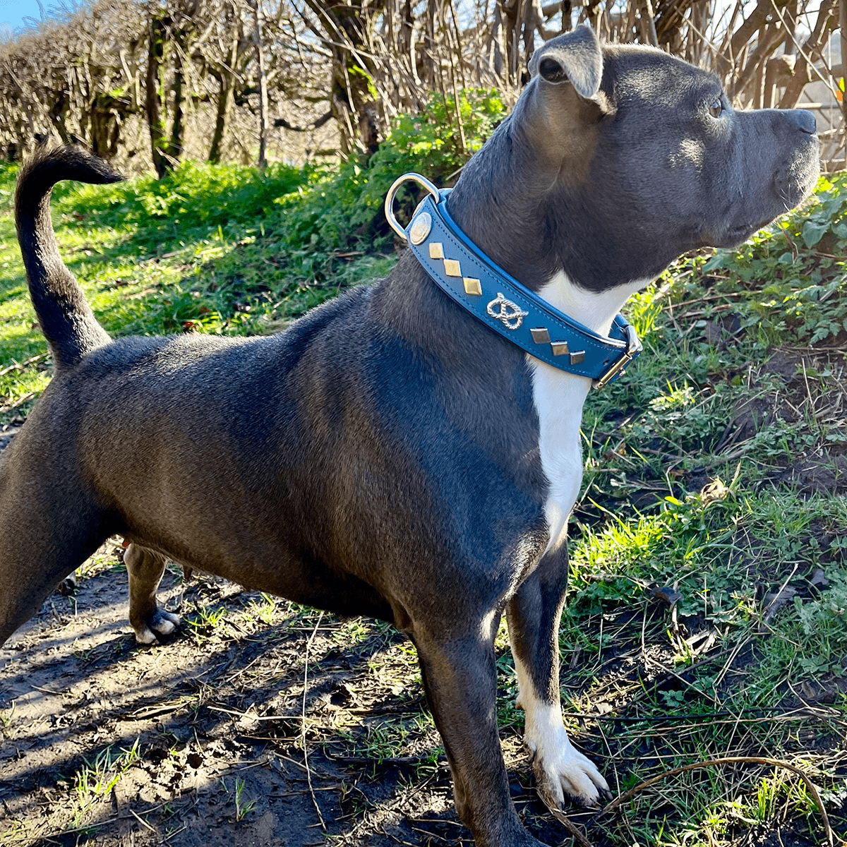 Staffordshire Bull Terrier 1935® Läderhalsband & Koppel Set - Gentleman Jim - Blå/Silver