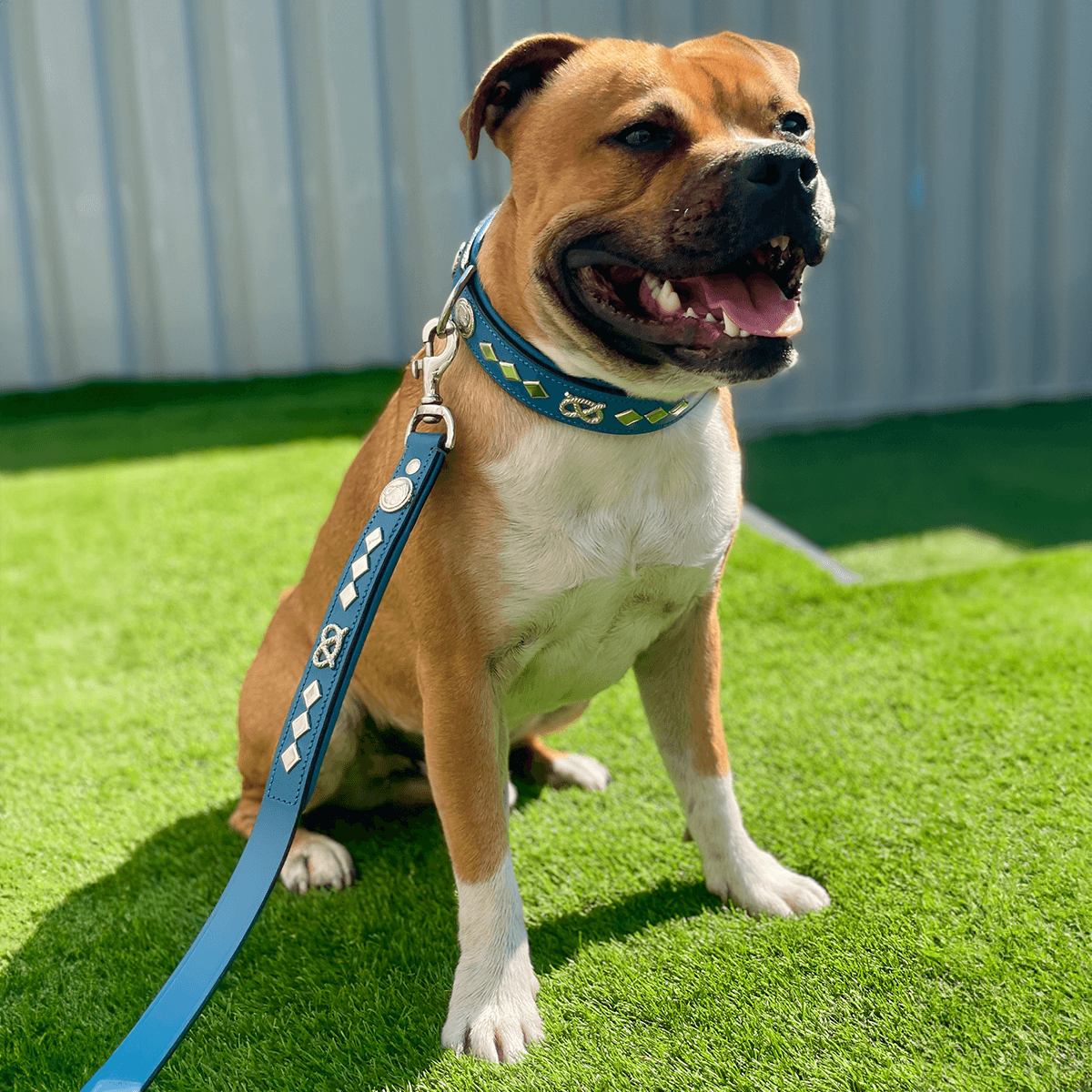 Staffordshire Bull Terrier 1935® Leather Collar & Leash Set - Gentleman Jim - Blue/Silver