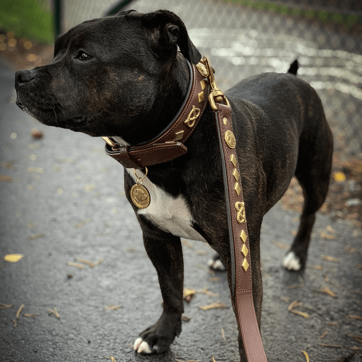 Staffordshire Bull Terrier 1935® Läderhalsband & Koppel Set - Gentleman Jim - Brun/Guld