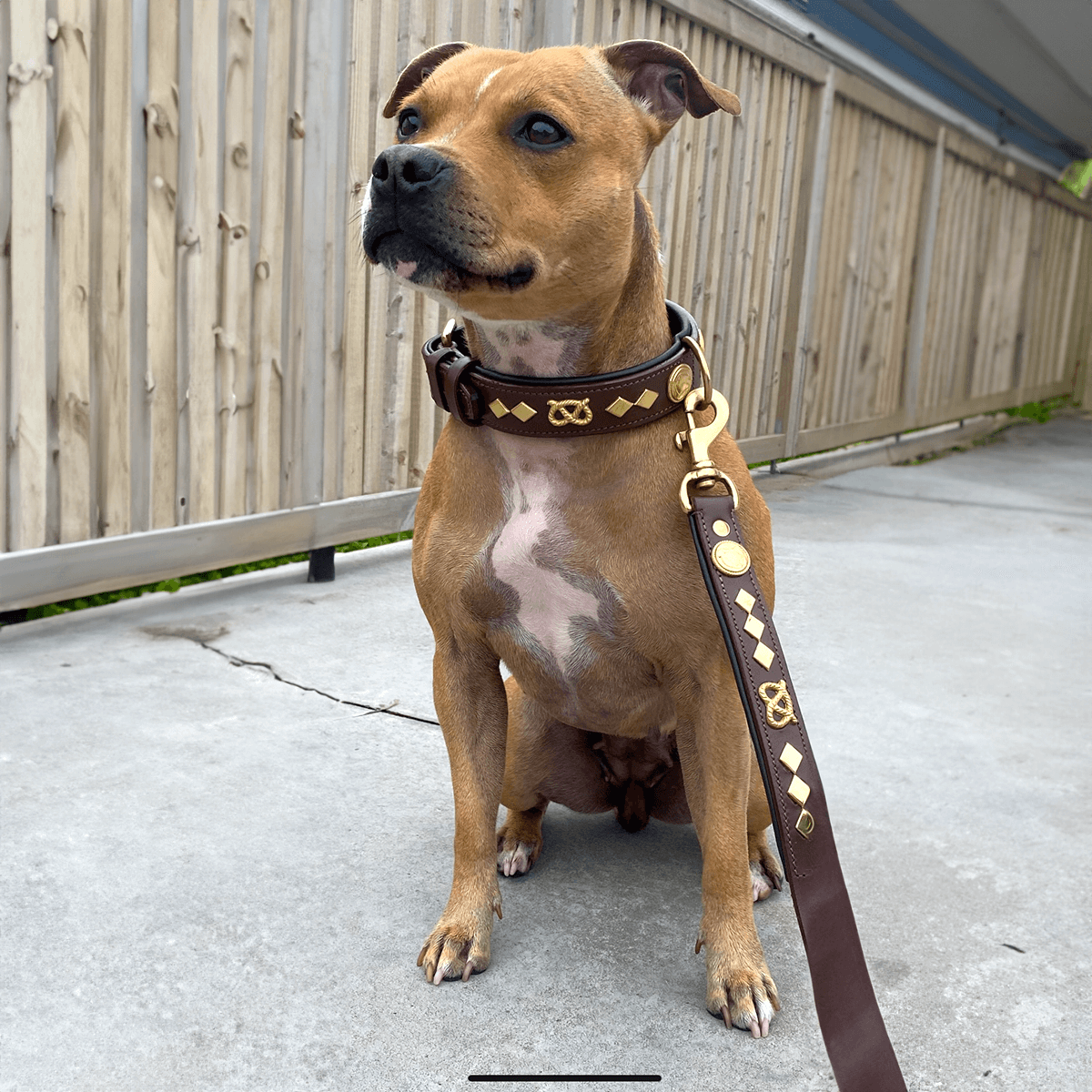 Staffordshire Bull Terrier 1935® Läderhalsband & Koppel Set - Gentleman Jim - Brun/Guld
