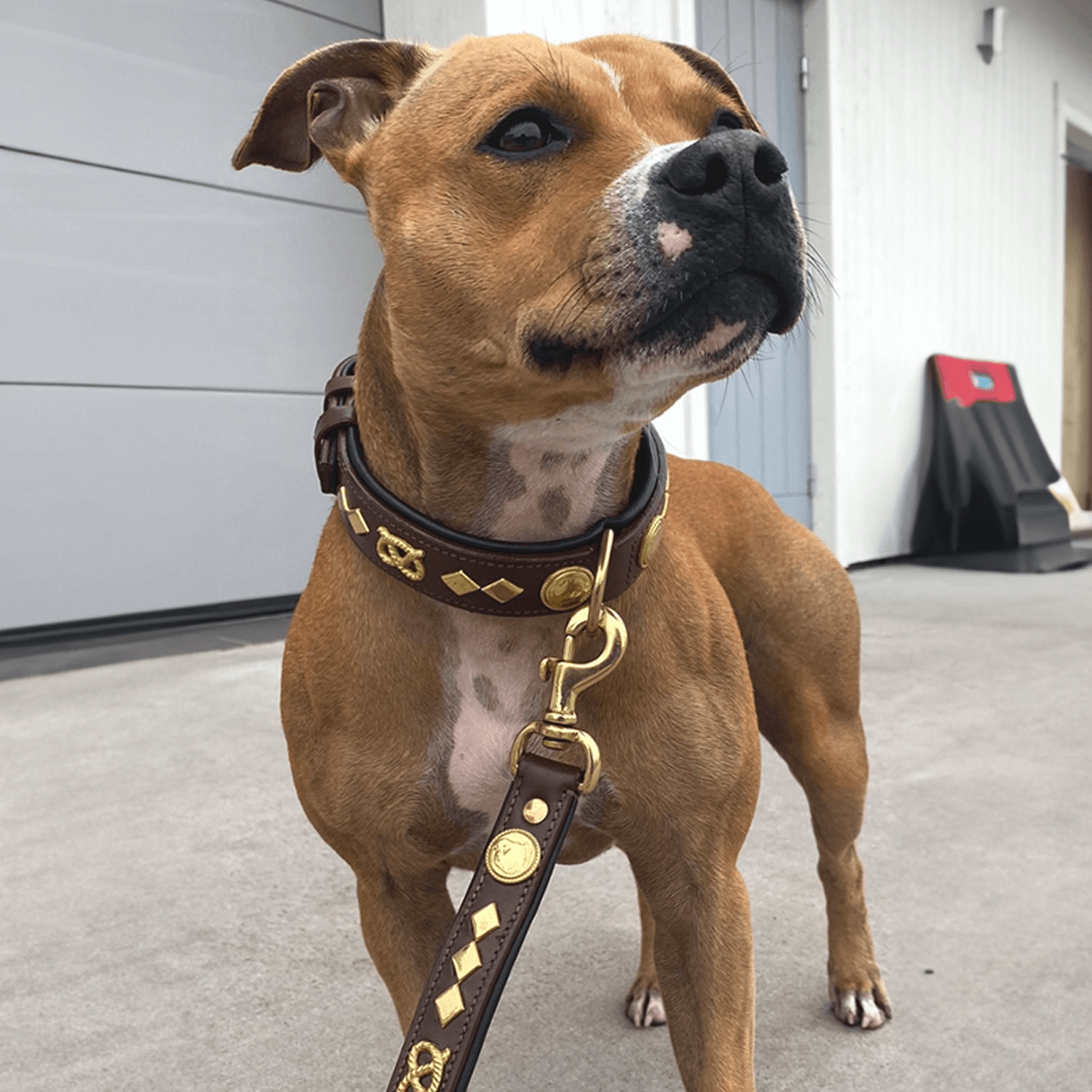 Staffordshire Bull Terrier 1935® Läderhalsband & Koppel Set - Gentleman Jim - Brun/Guld