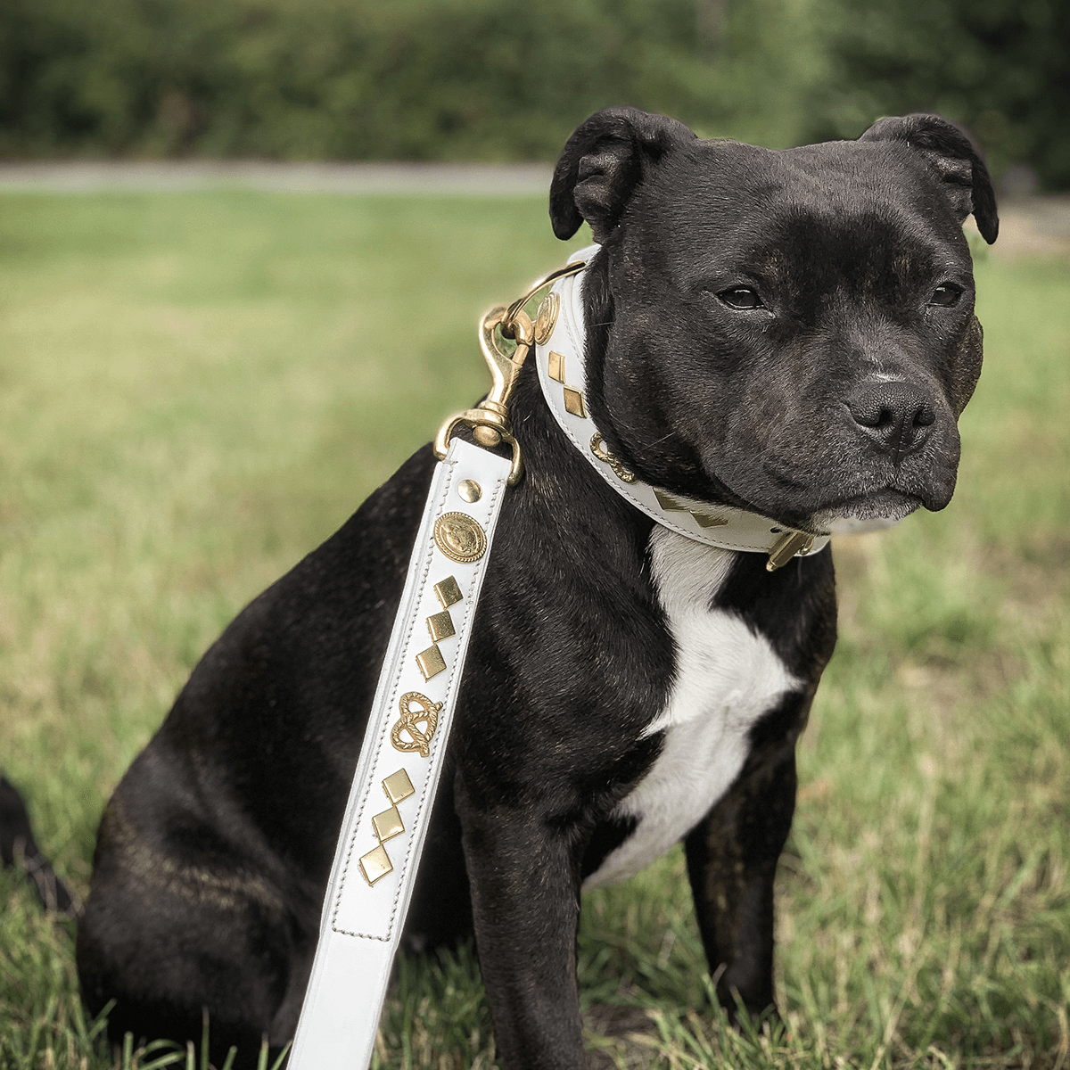 Staffordshire Bull Terrier 1935® Läderhalsband & Koppel Set - Gentleman Jim - Vit/guld