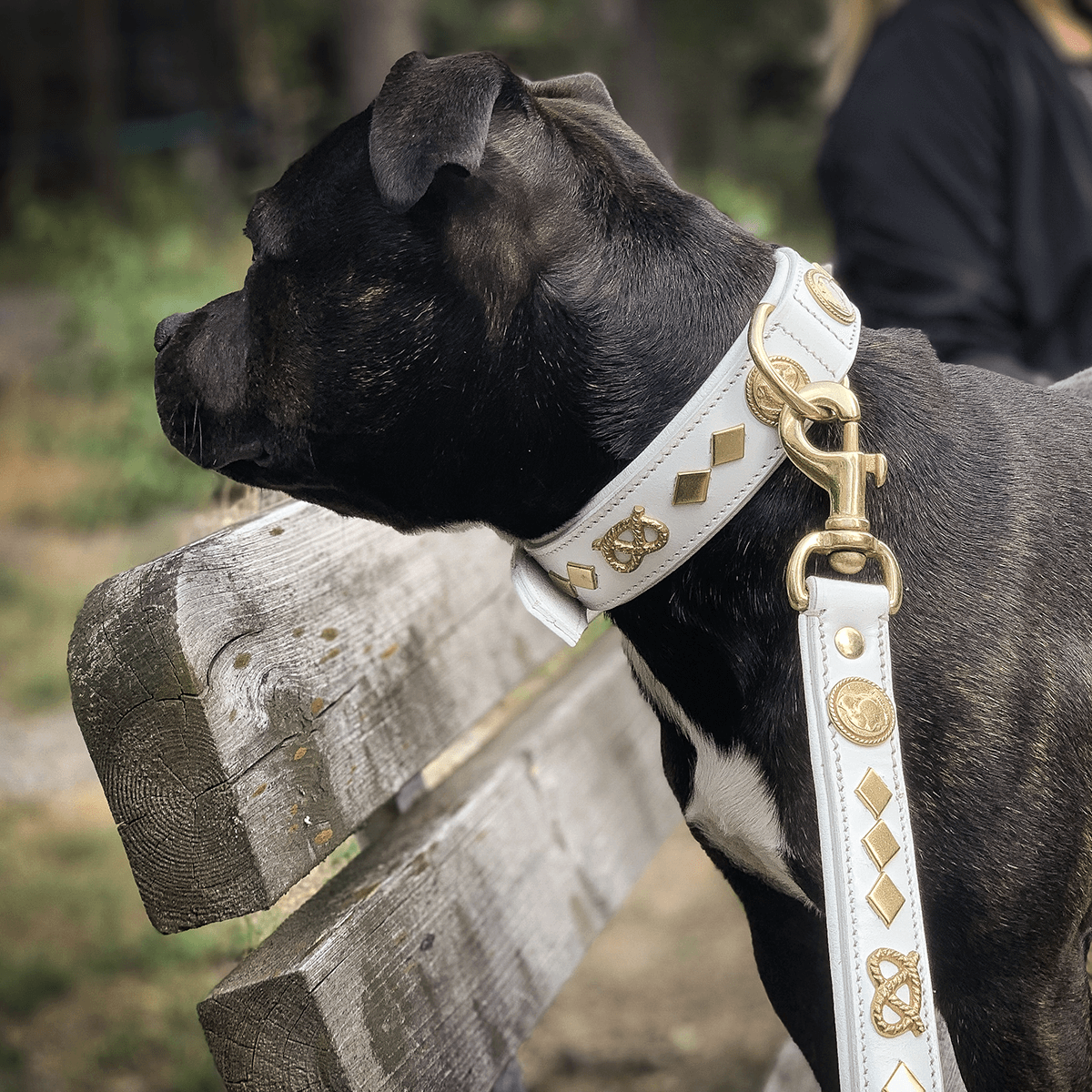 Staffordshire Bull Terrier 1935® Läderhalsband & Koppel Set - Gentleman Jim - Vit/guld